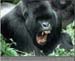 Galeria de imagens de animais em slideshow